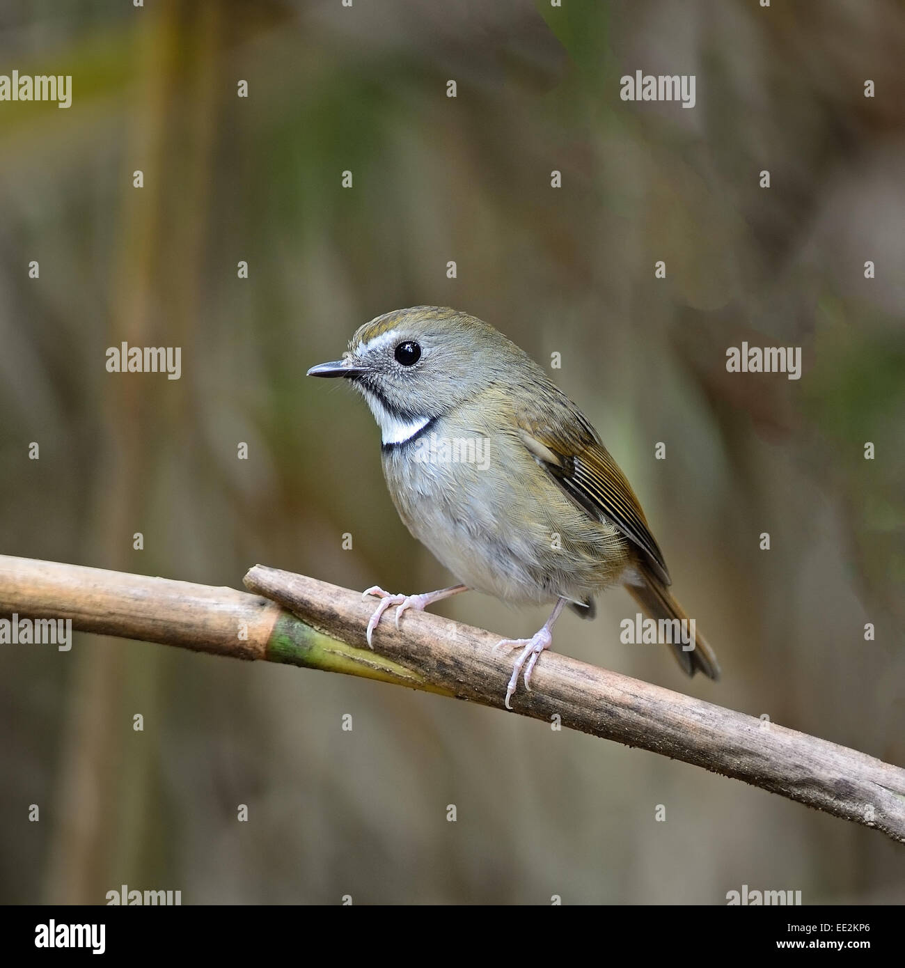 Kleiner Vogel, weiß-gorgeted Fliegenschnäpper (Ficedula Monileger), stehend auf einem Ast, Seitenprofil Stockfoto