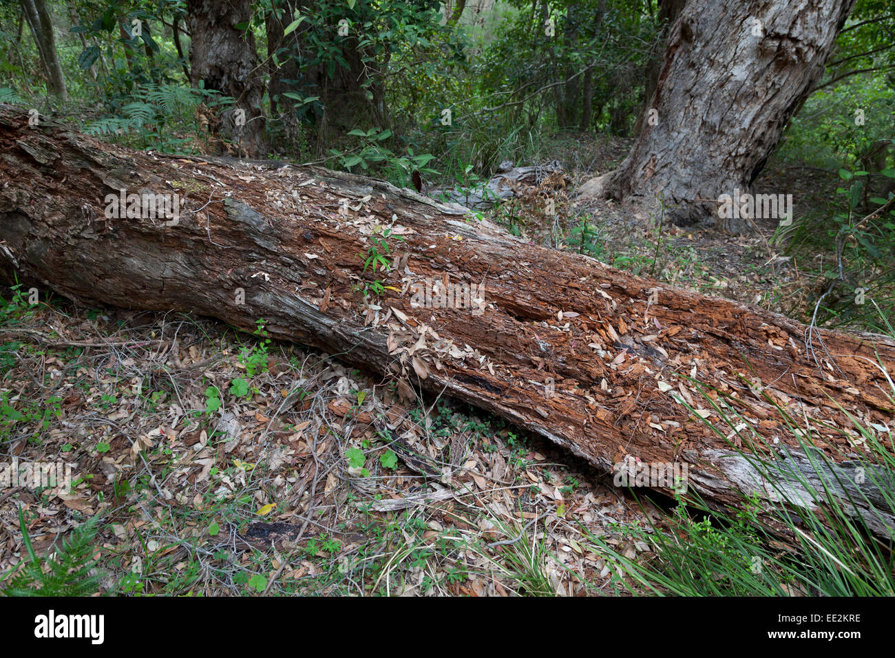 Verwesenden Baum in Queensland, Australien Stockfoto