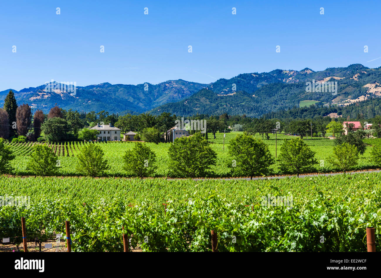 Weinberg und Weinkeller vor den Toren St. Helena im Napa Valley, Wine Country, Nord-Kalifornien, USA Stockfoto