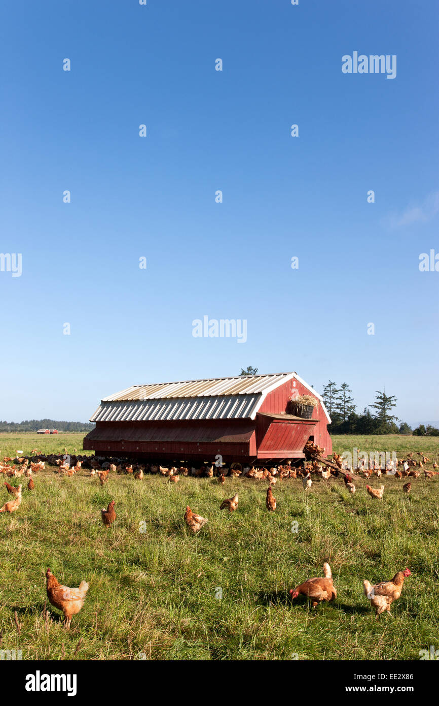 Hühner der freien Strecke, tragbares Gehäuse, "Gallus domestcus". Stockfoto
