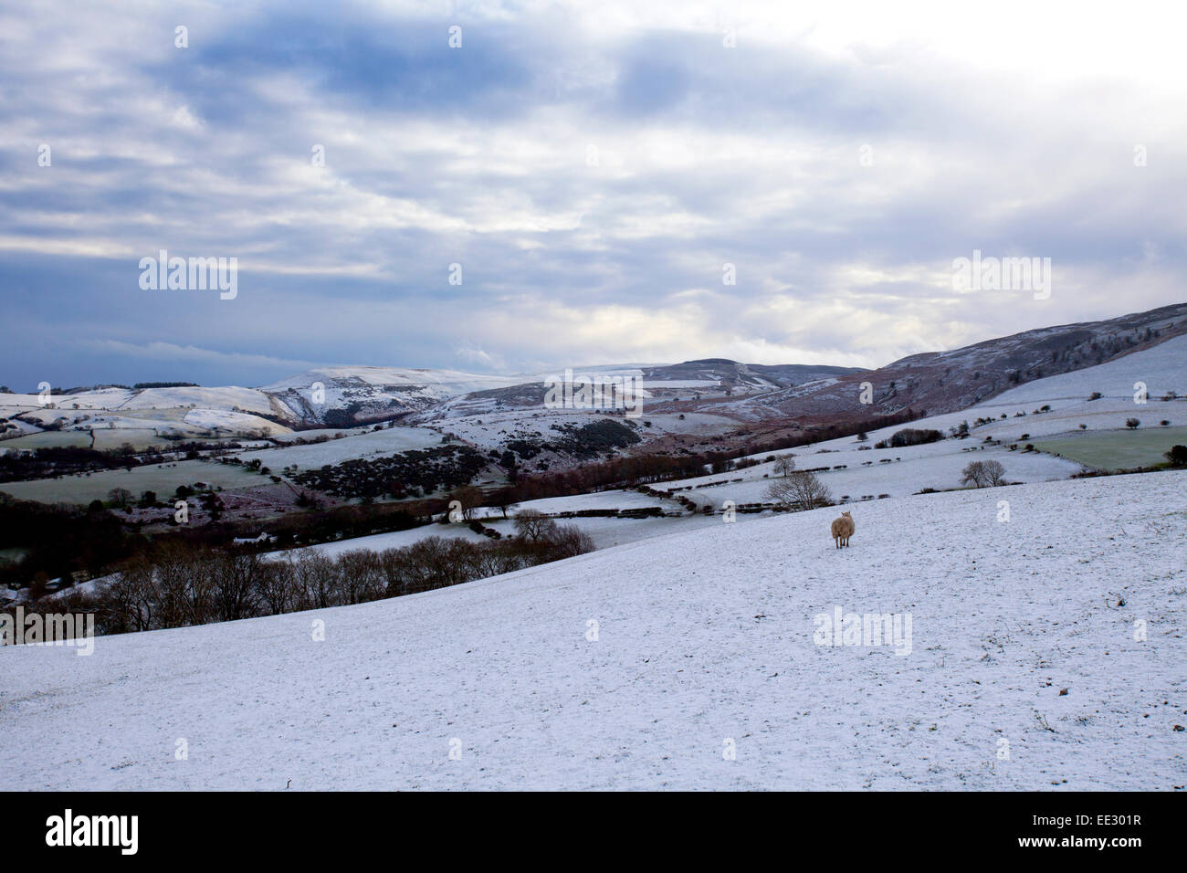 Schafe auf gefrorenem Schnee Gras in einem Feld in der Schneegrenze des Clwydian Hügel oder Clwydian Hügel Hügel auf dem Flintshire Seite des thet Bereich im Winter, Flintshire, Wales, Großbritannien Stockfoto