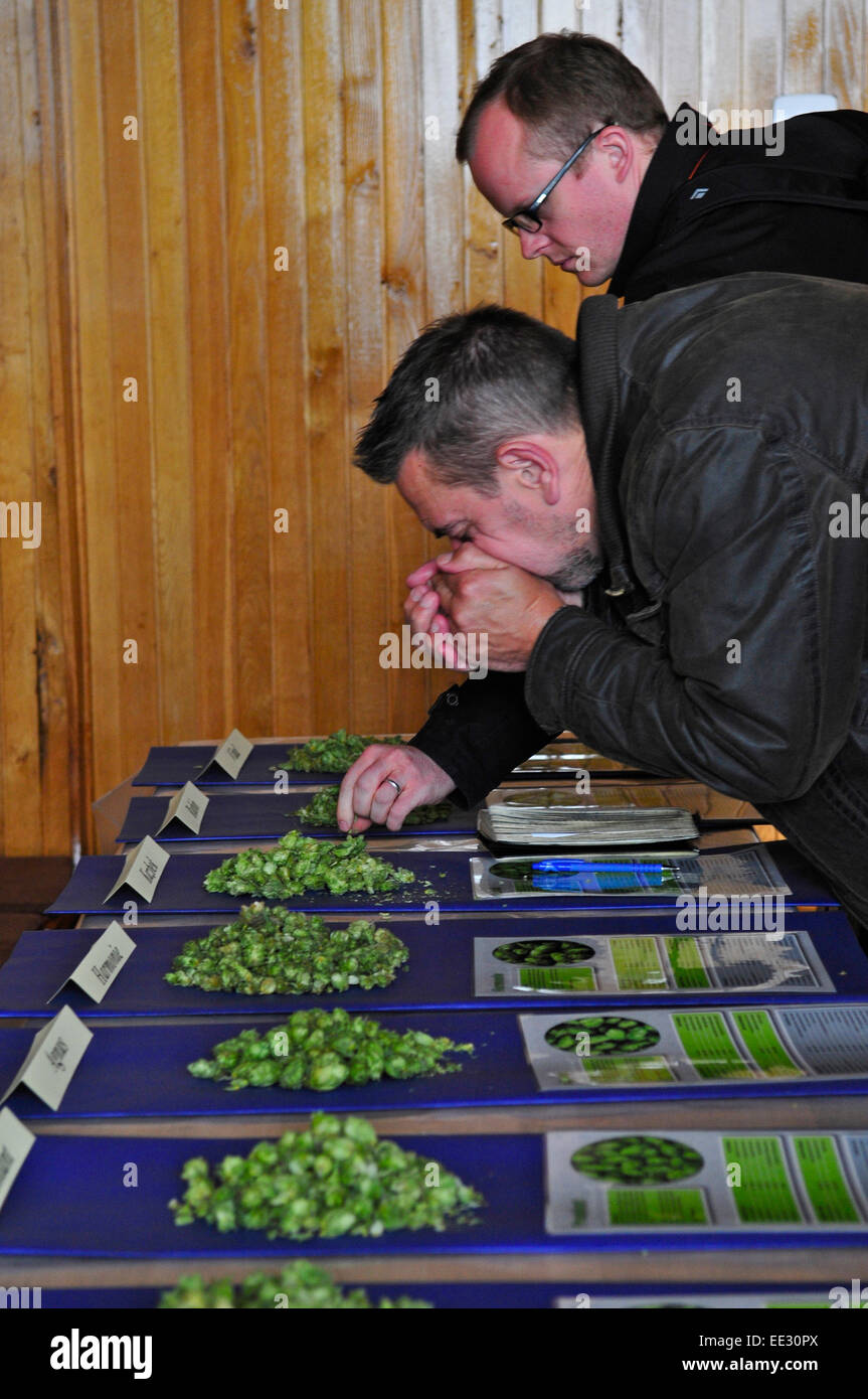 Mann schnüffeln Hopfen in der Tschechischen Republik Stockfoto