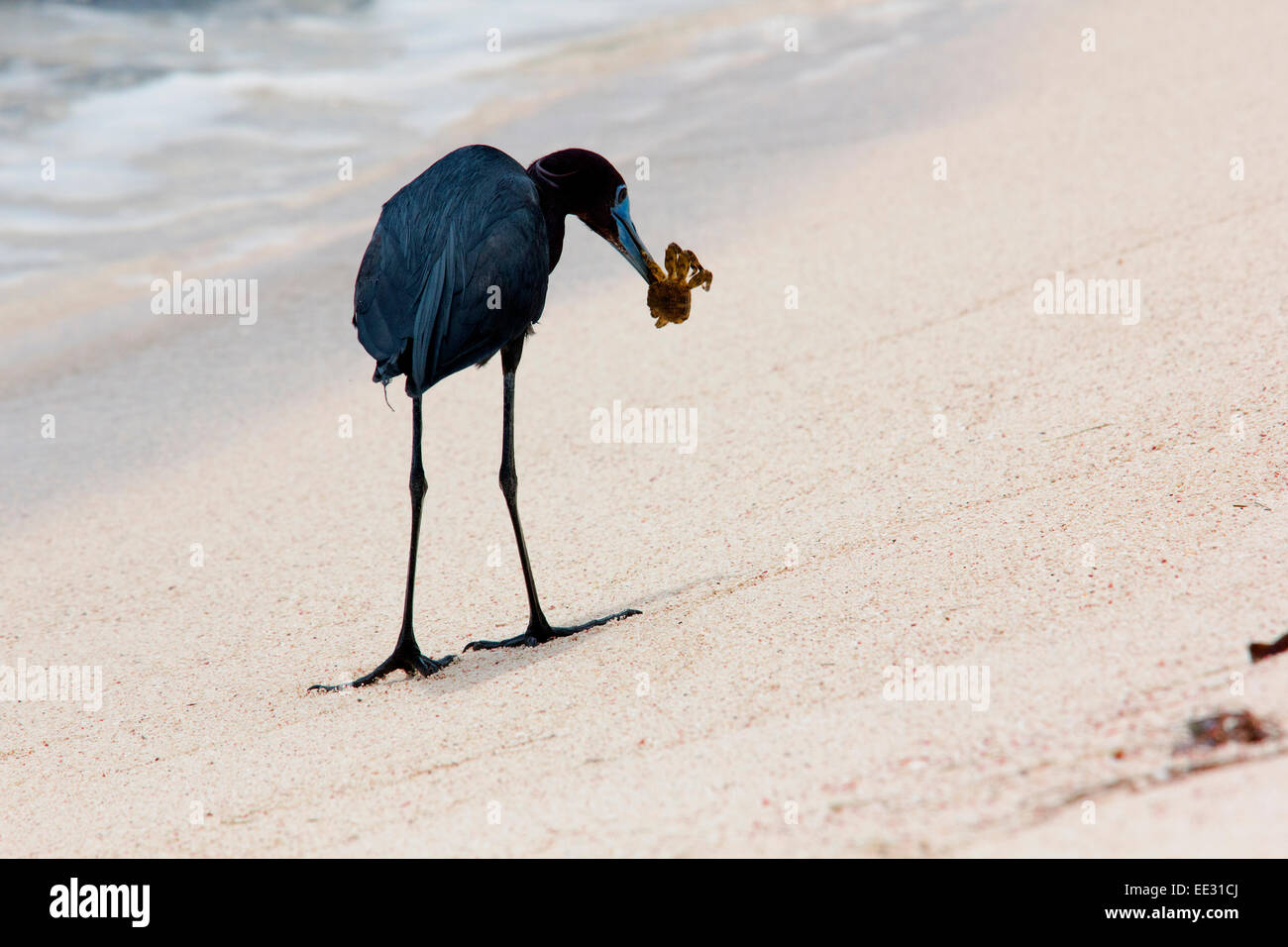 Krabben Sie-Snack. Detail ein wenig Blue Heron (Egretta Caerulea) zu Fuß am Karibik-Strand, Essen eine Krabbe. Stockfoto