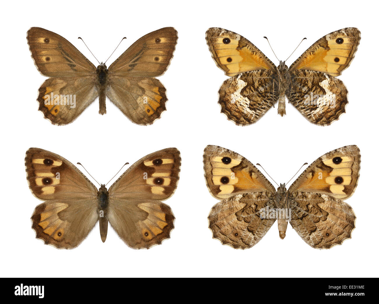 Äsche - Hipparchia Semele - männlichen (oben) - Weibchen (unten). Stockfoto