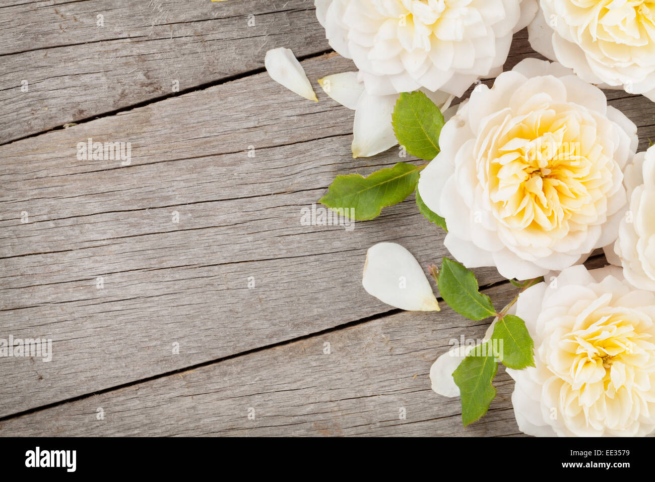 Hölzerne Hintergrund mit frischen Rosenblüten und Textfreiraum Stockfoto
