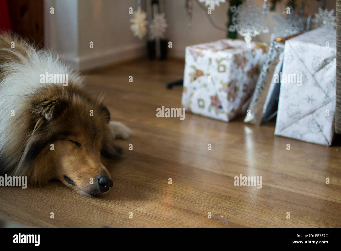 Weihnachten Welpen Stockfoto