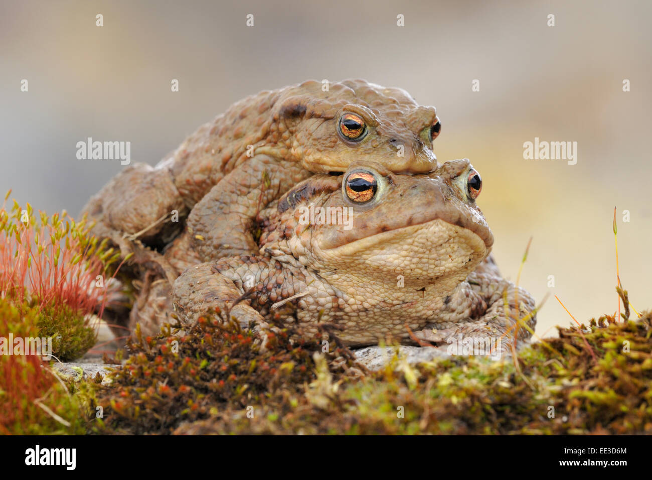 gemeinsamen Toad [Bufo Bufo], Erdkoete, Deutschland Stockfoto