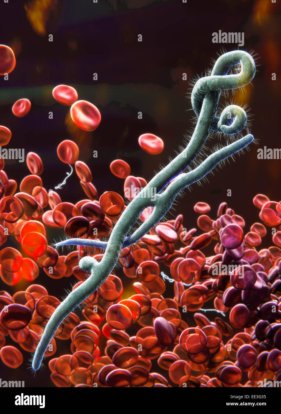 Ebola-virus Stockfoto