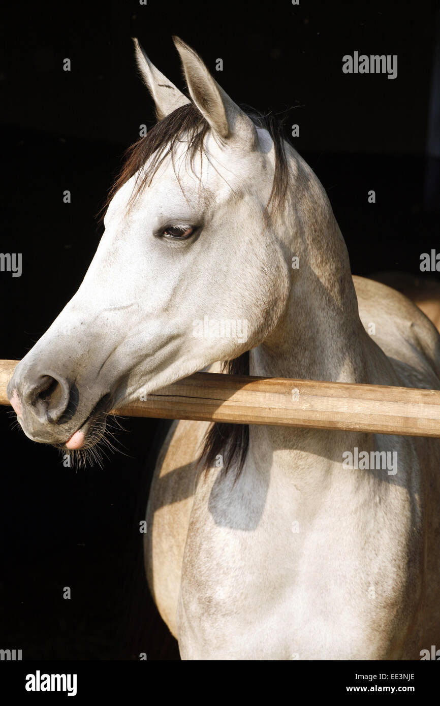 Schöne reinrassige Stute mit Blick auf die Stalltür.  Schöne reinrassige graue Arabisches Pferd stehend in das Scheunentor. Stockfoto