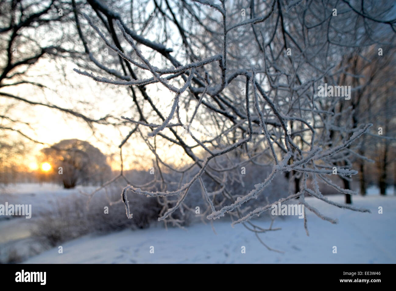 Kalten Wintertag, schöne Raureif und Raureif auf Bäumen. blauer Himmel Wolken Baum Saison Winter Zweig Rime Schnee Frost kalte weiße blu Stockfoto