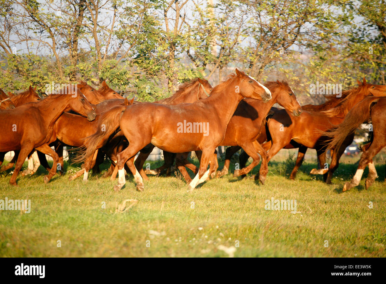 Herde im Herbst Feld zu galoppieren, wenn die Sonne Ländliches Motiv untergeht Stockfoto