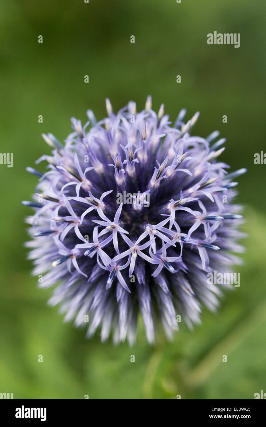 Echinops Blume. Globe Distel Blume. Stockfoto