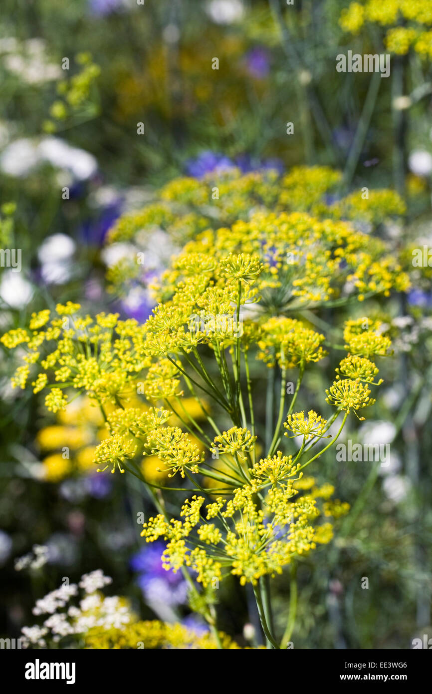 Foeniculum Vulgare. Fenchel blüht. Stockfoto