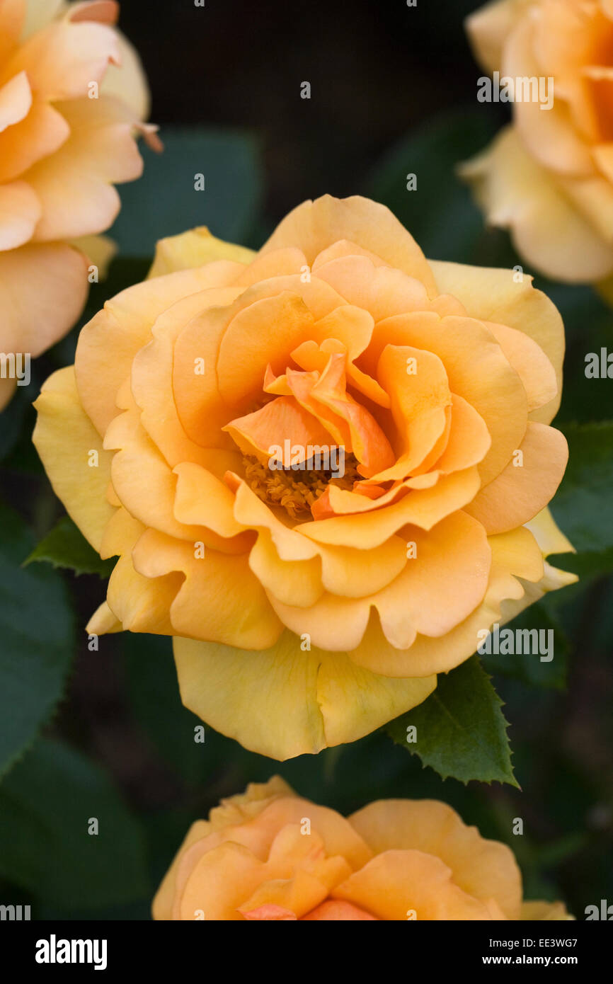 Rosa "Simply the Best". Orange Rose. Stockfoto
