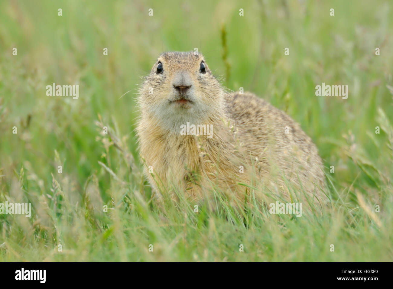 Erdhörnchen [Gattung Spermophilus] Stockfoto