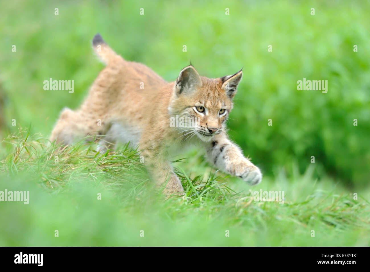 junge eurasische Luchs, Luchs, Deutschland Stockfotografie Alamy