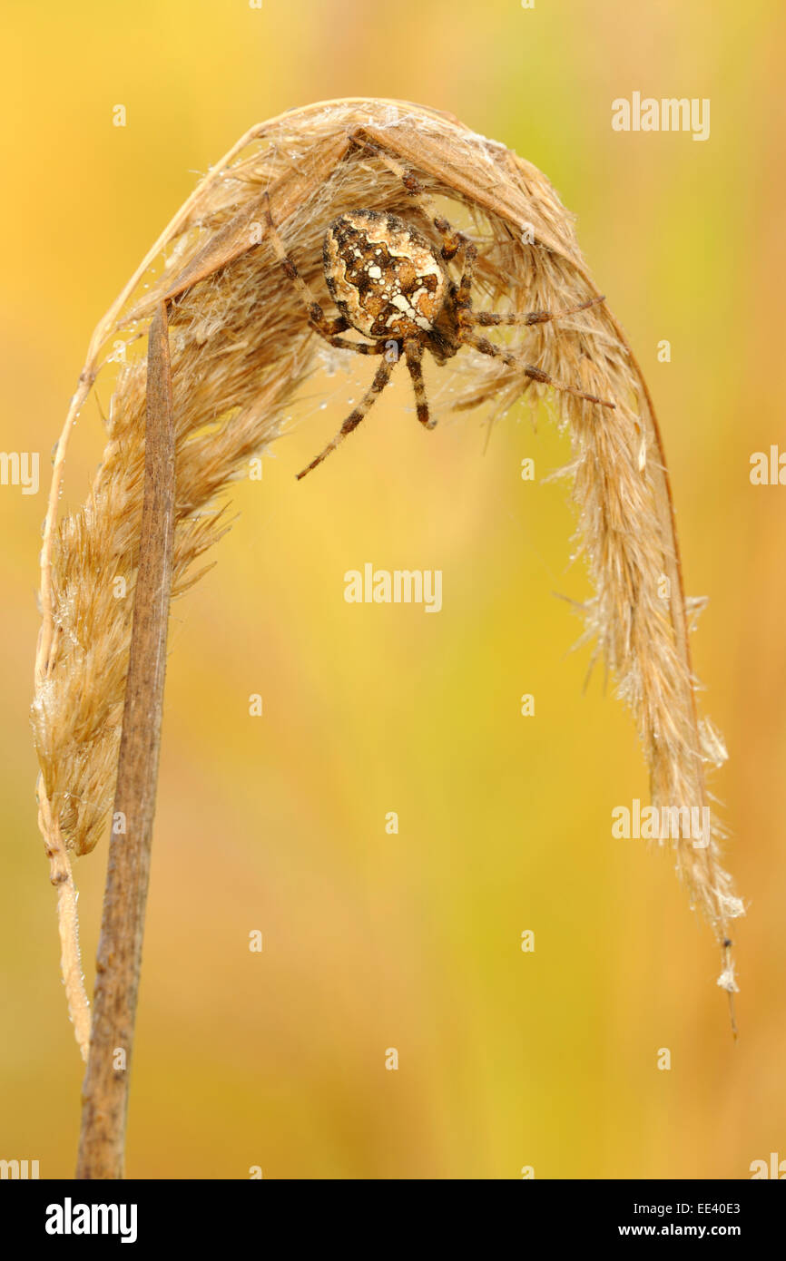 überqueren Sie Spinne Kreuzspinne Herbst Stockfoto
