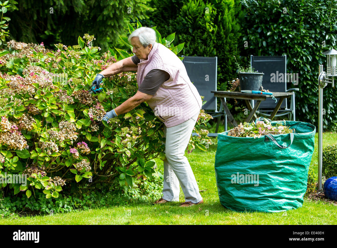 Senioren, ältere Frau, Mitte 70, im Garten arbeiten, Stockfoto