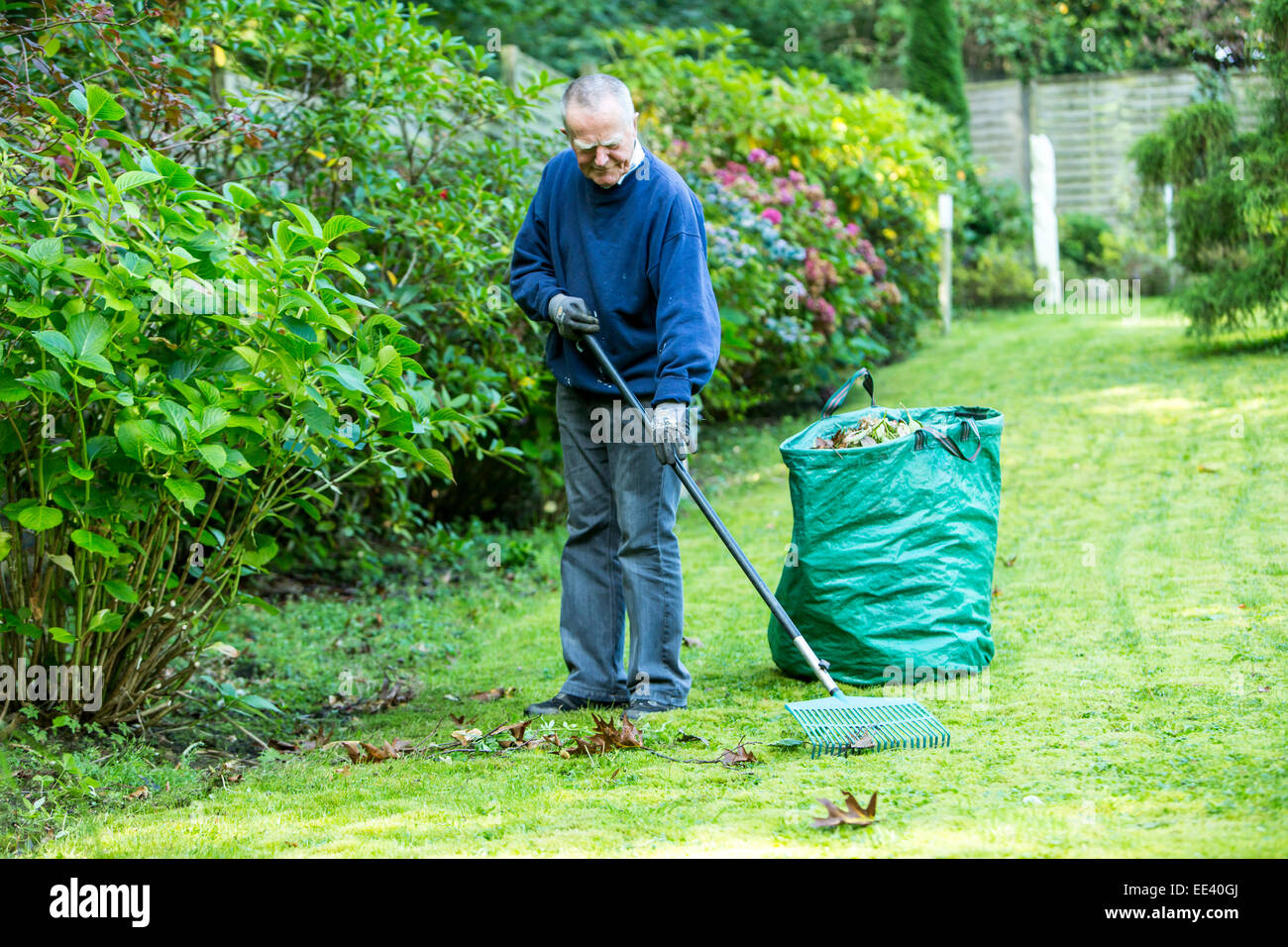 Senior Men, Senior, Mitte 70, im Garten arbeiten Stockfotografie Alamy