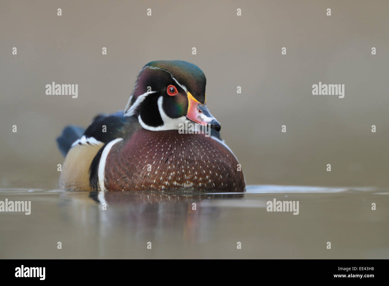 Carolina Ente [Aix Sponsa], Brautente Stockfoto