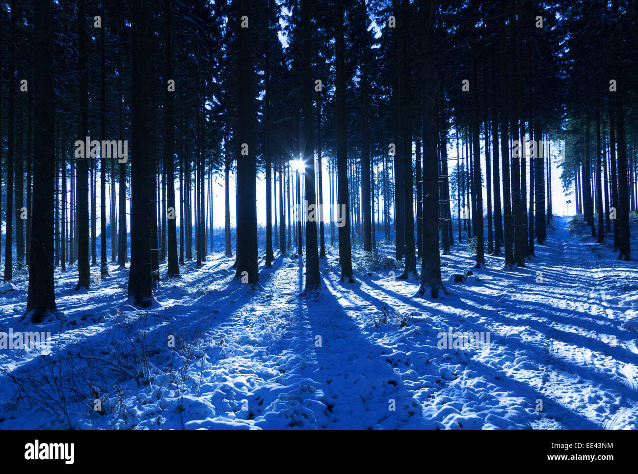 Schnee-Szene im Tannenwald Stockfoto