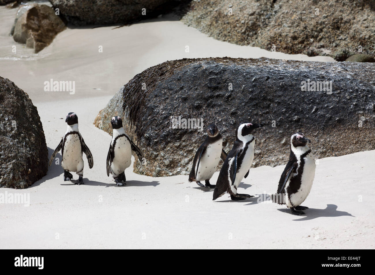 Pinguine am Boulders Beach, Südafrika Stockfoto