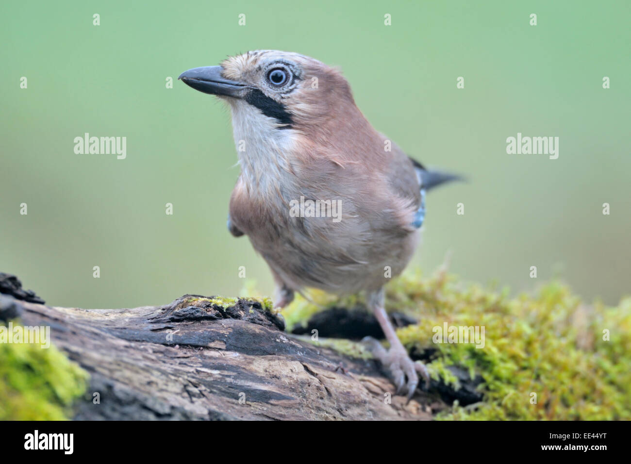 (Eichelhäher) [Garrulus Glandarius], Eichelhaeher, Deutschland Stockfoto