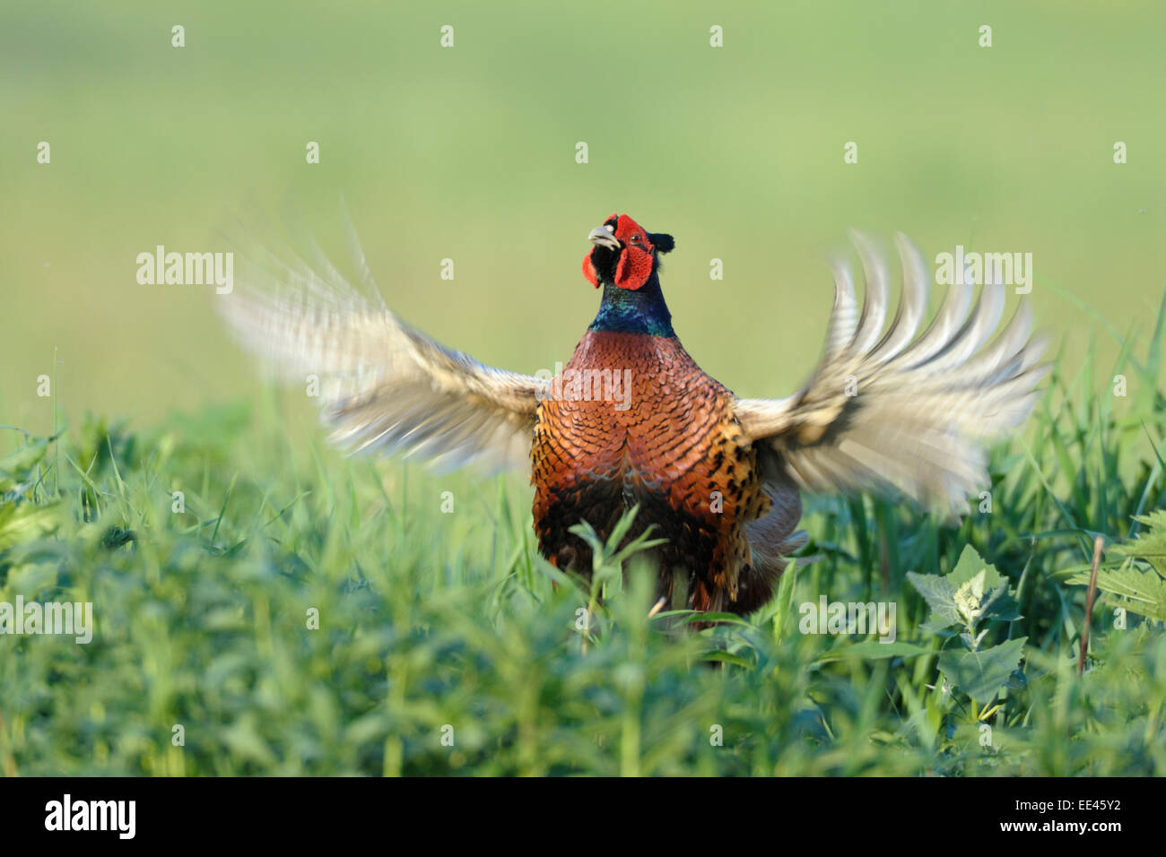 Ring – Necked Fasan [Phasianus Colchicus] Stockfoto