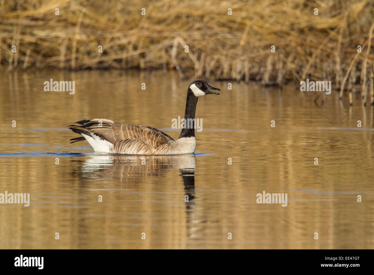 Kanada-Gans am Teich schwimmen Stockfoto