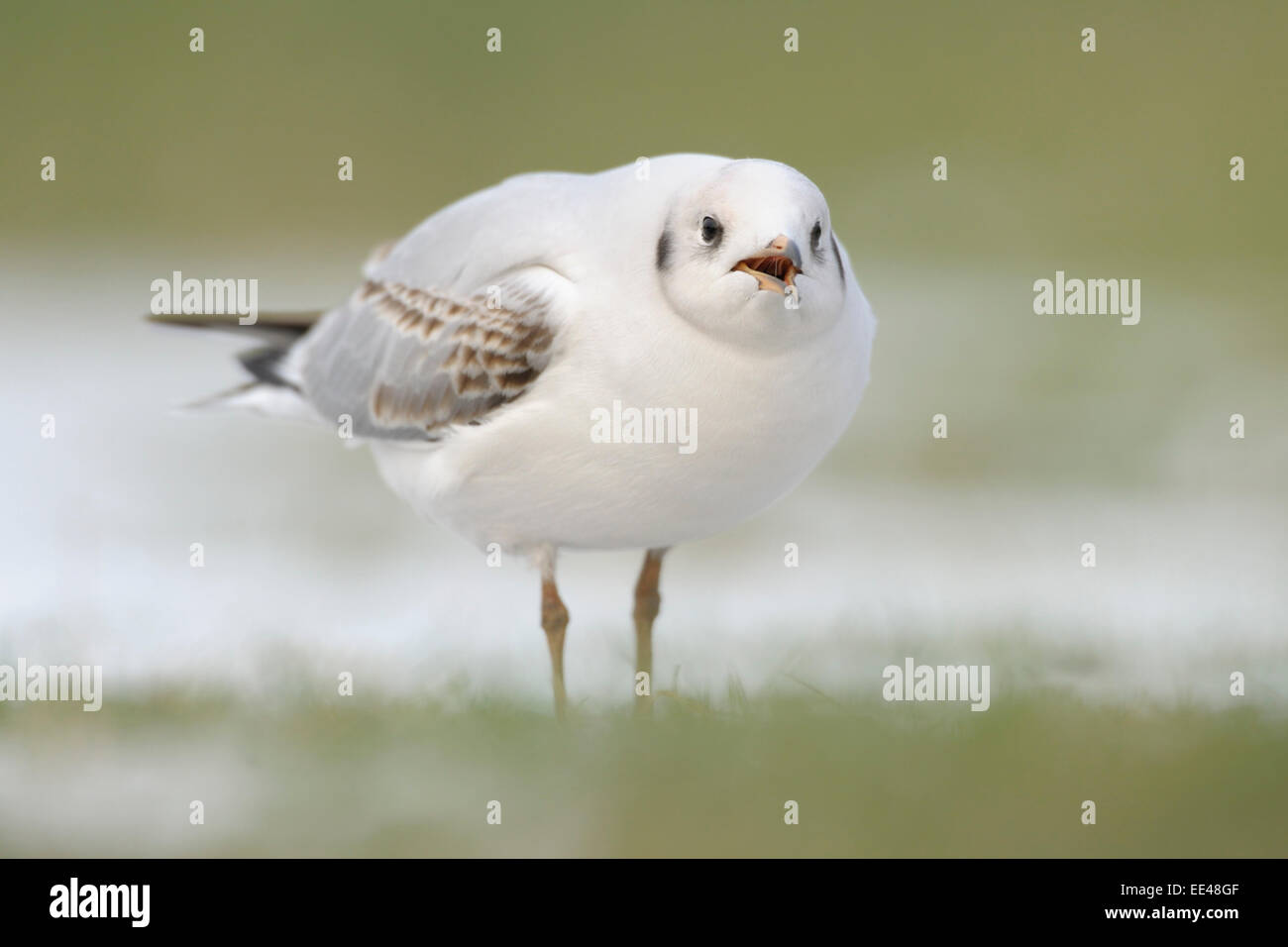 (gemeinsame) Lachmöwe [Chroicocephalus Ridibundus SY: Larus Ridibundus] Stockfoto