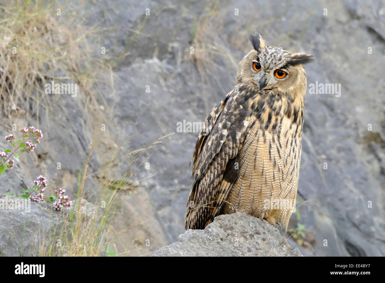 Ein uhu -Fotos und -Bildmaterial in hoher Auflösung – Alamy