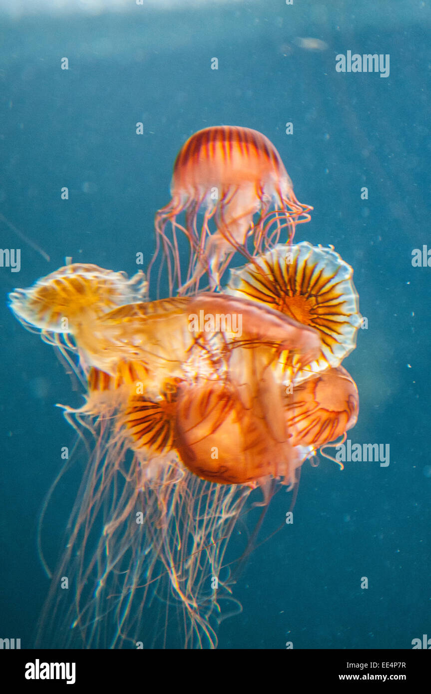 Kleine Medusen Schwimmen im Aquarium Berlin Stockfoto