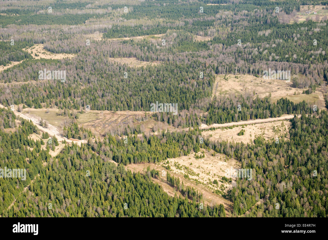 Der Kahlschlag in der Lettischen Wälder Stockfoto