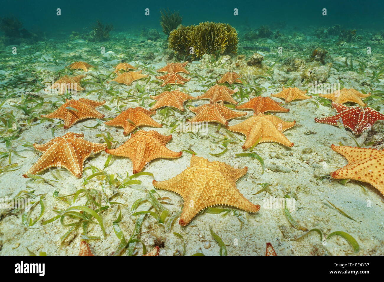 Cluster von Seesternen, Oreaster Reticulatus, Unterwasser, auf dem Meeresgrund Stockfoto