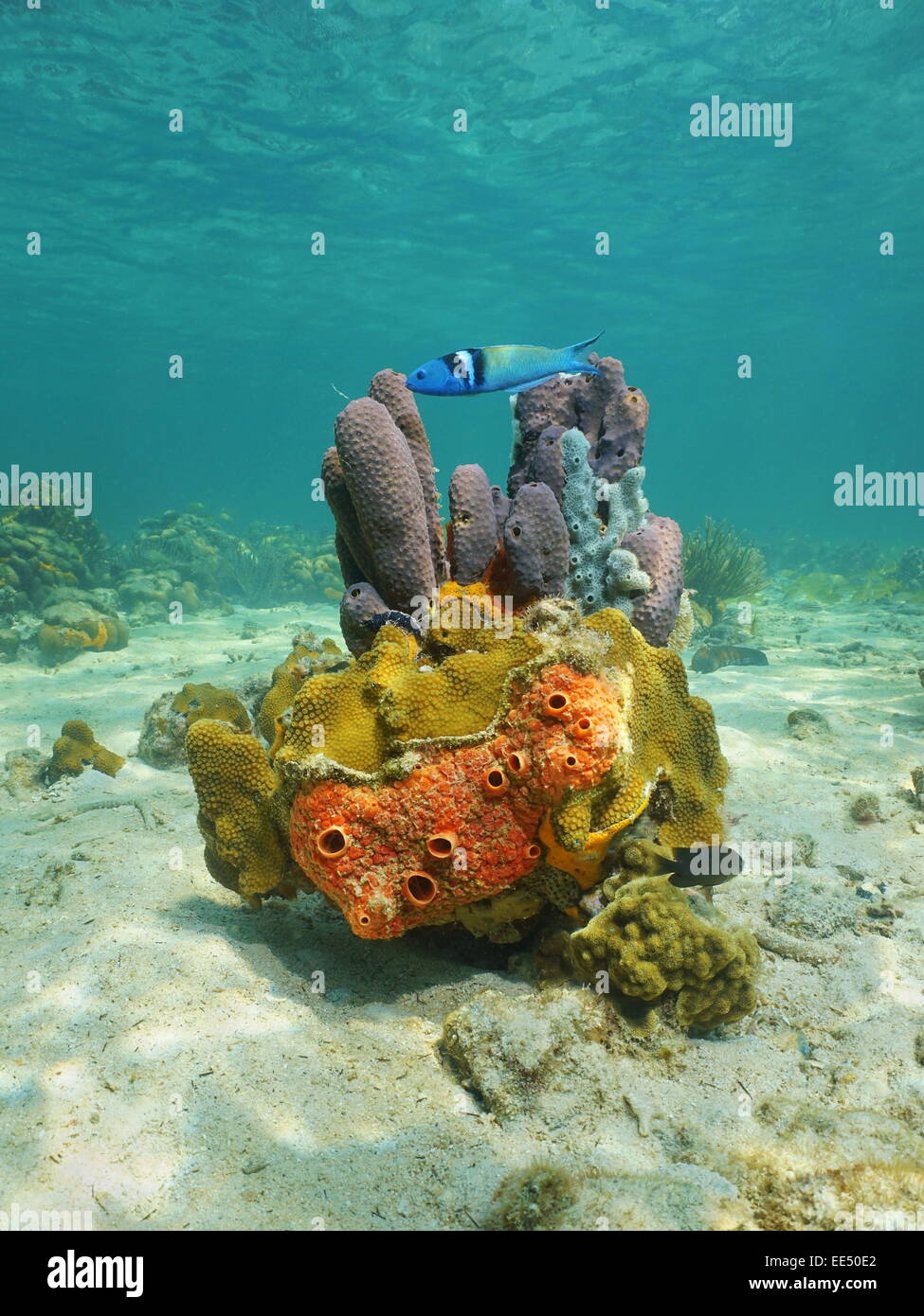 Bunte Unterwasserwelt am Meeresboden des karibischen Meeres mit Schwämmen, Korallen und ein Bluehead Fisch Stockfoto