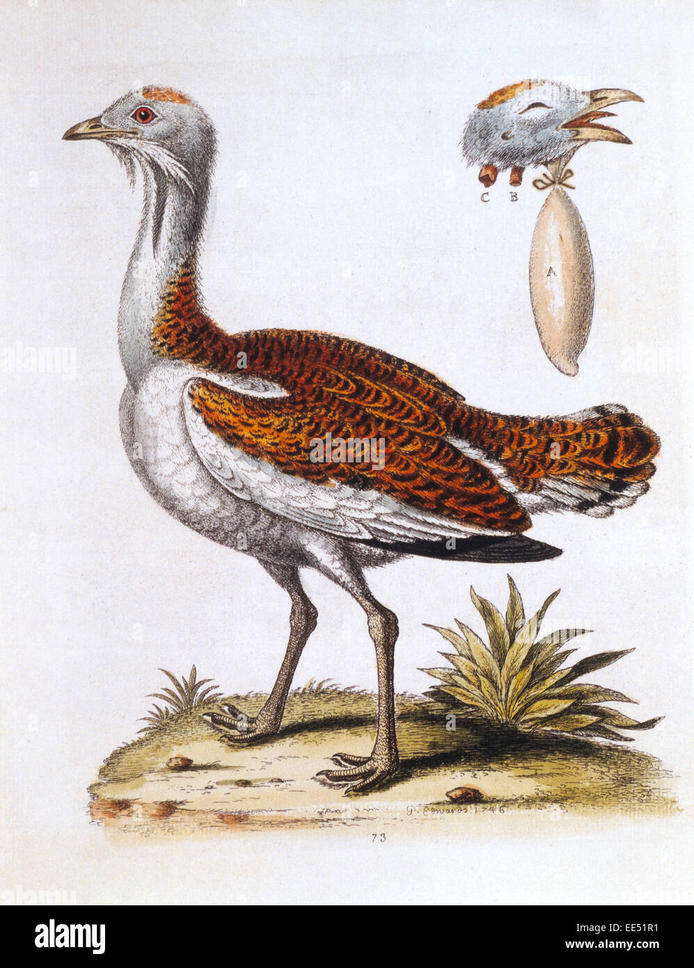 Unbekannter Vogel von George Edwards, handkolorierten Kupferstich, 1746 Stockfoto