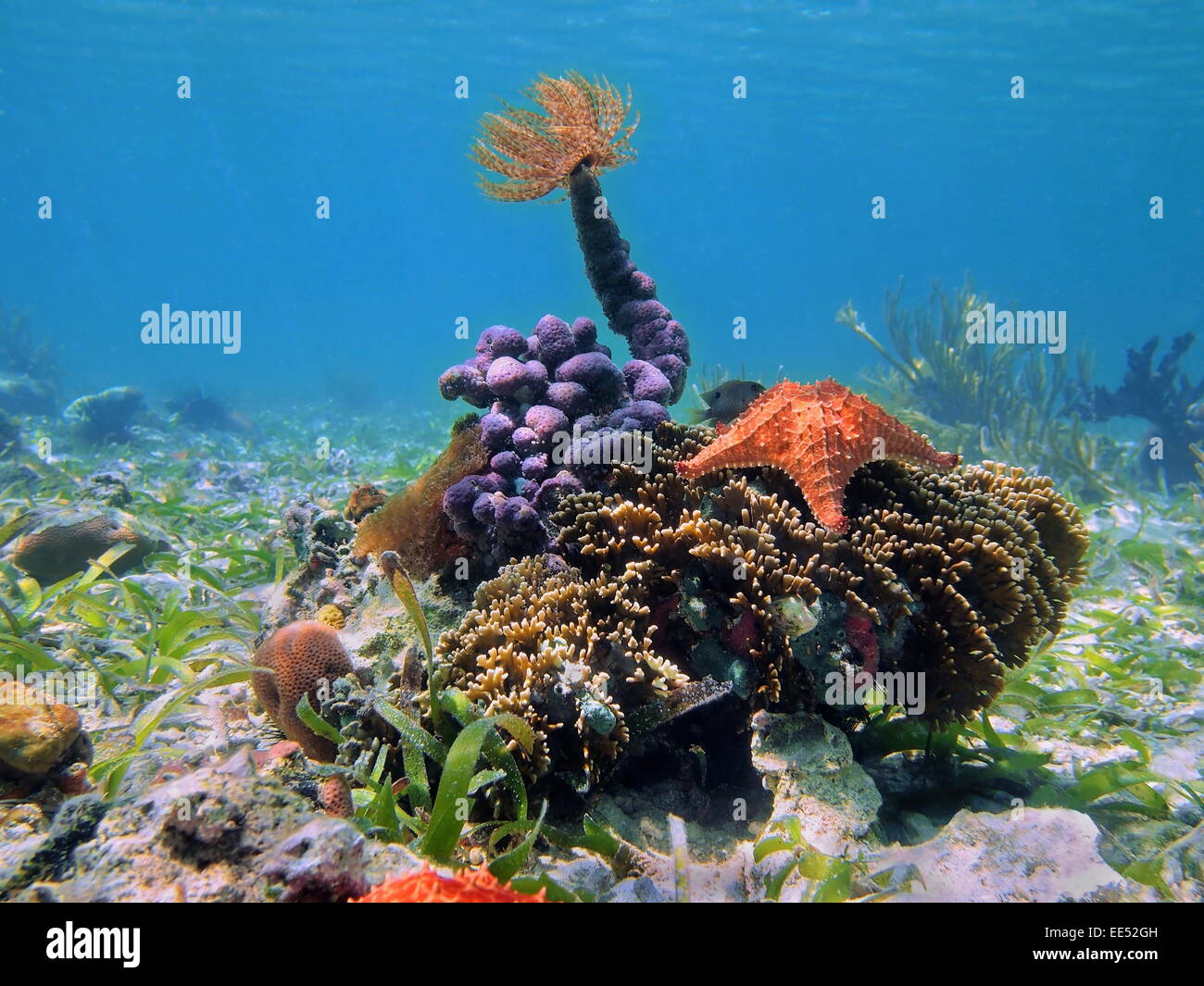 Farbenfrohe tropische Unterwasserwelt unter Wasser mit einem Schlauch Wurm auf Schwämmen und ein Seestern über Korallen, Caribbean Stockfoto