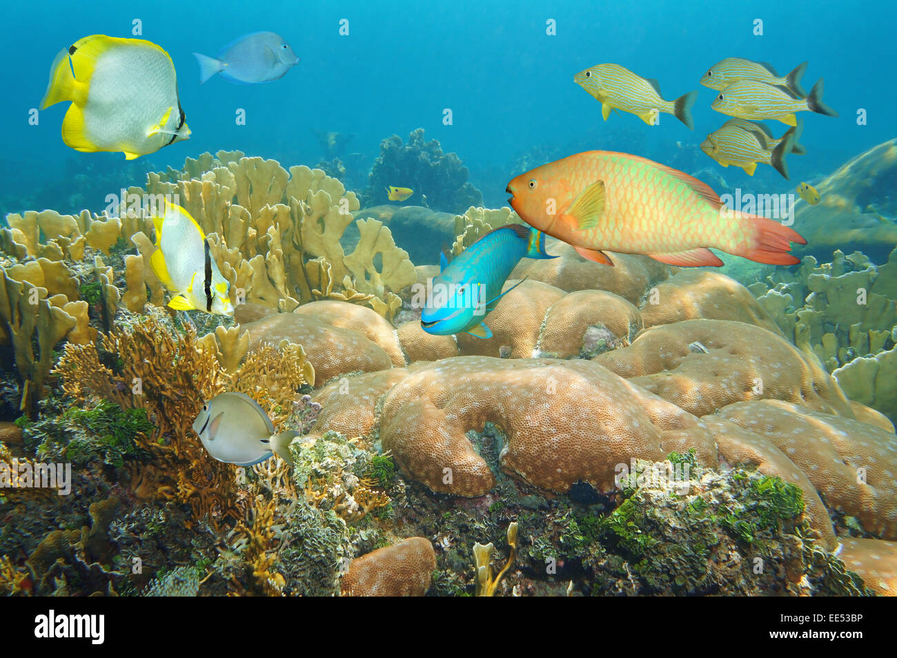 Korallenriff mit bunten Fischen unter dem Meer, Caribbean Stockfoto