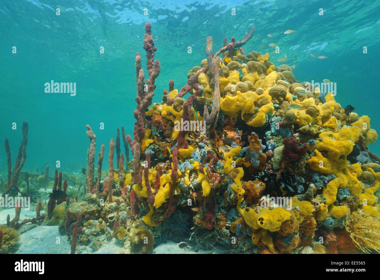 Multi farbige Schwämme unter Wasser in einem Korallenriff des karibischen Meeres Stockfoto
