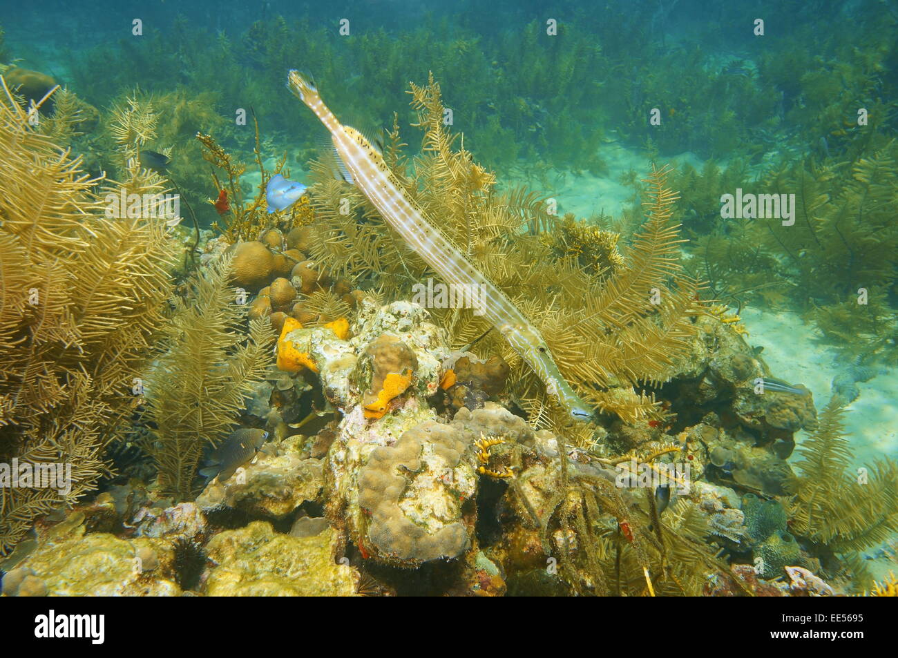 Tropische Fische lange-bodied Trumpetfish, Aulostomus Maculatus, Unterwasser in einem Korallenriff des karibischen Meeres Stockfoto