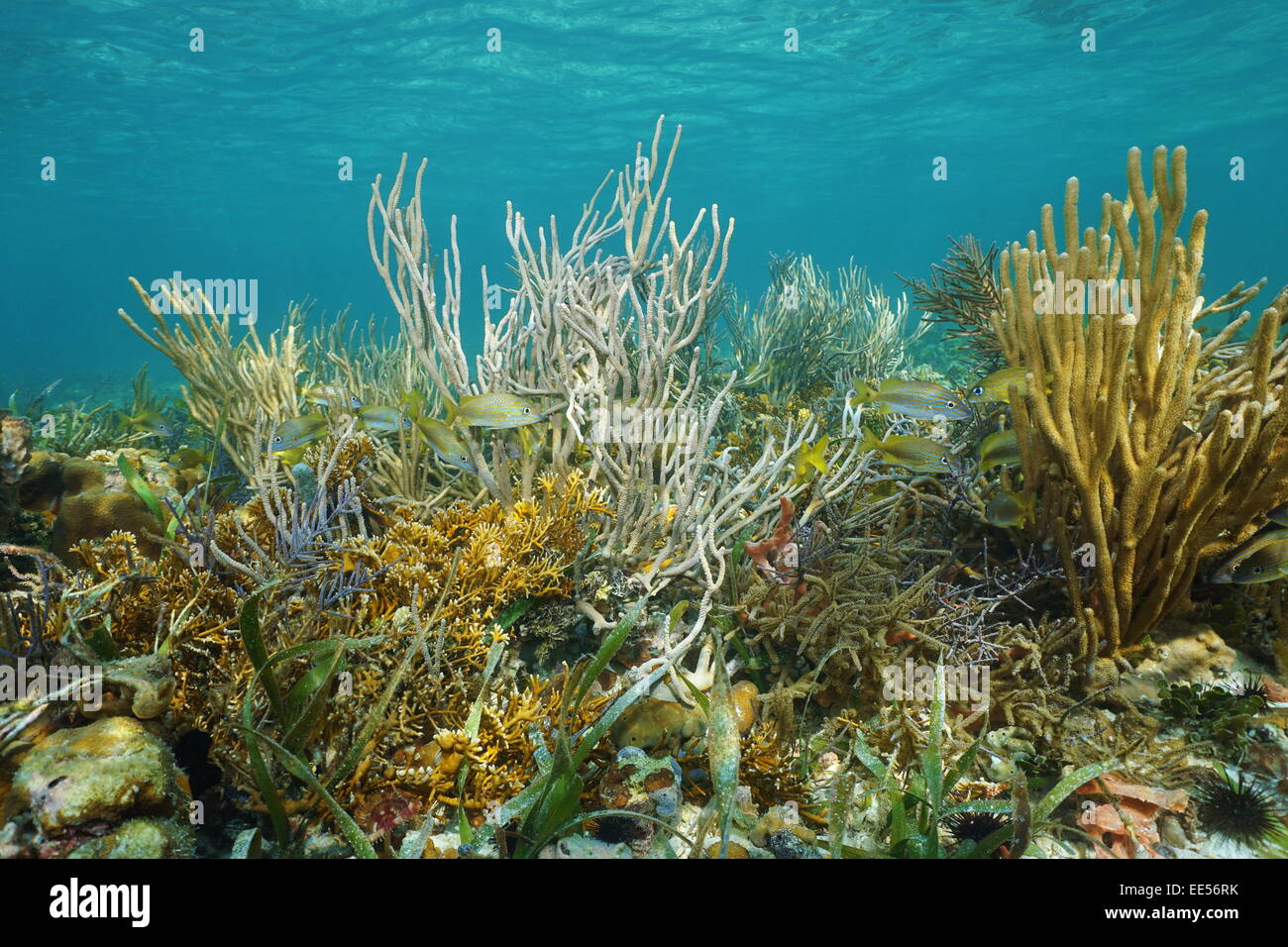 Unterwasserlandschaft auf ein flaches Riff mit Korallen und tropischen Fischen versteckt in den Stäben, Karibik Stockfoto