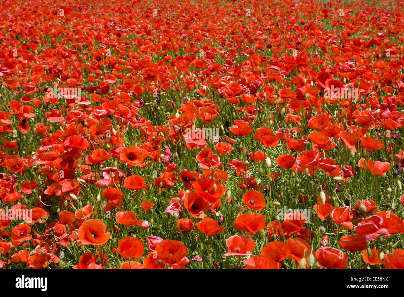 Basel-Landschaft, Blumenwiese, Mohn, Bluehen, Natur, Hügel, Wiesen, Felder, Weite, Vegetation, Botanik, Unberuehrt, Abgelegen, Blumen Stockfoto
