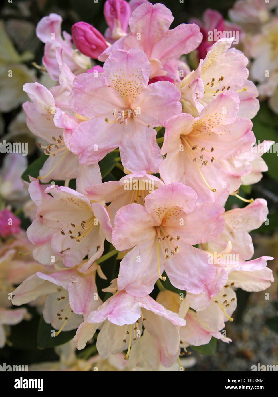 Rhododendron, Rhododendron Catawbiense, Detail, Blueten, Rosa, Natur