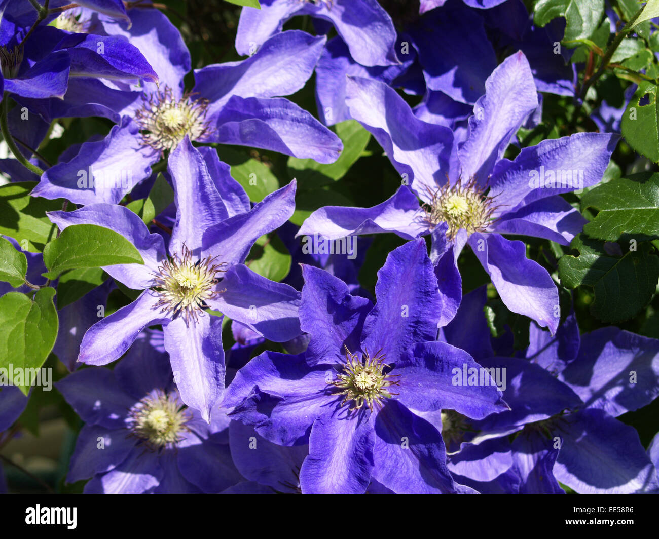 Kletterpflanze, Clematis, Blueten, Violett, Natur, Vegetation, Botanik,  Pflanzenwelt, Pflanze, Blume, Bluehen, Lila, Waldrebe, H Stockfotografie -  Alamy