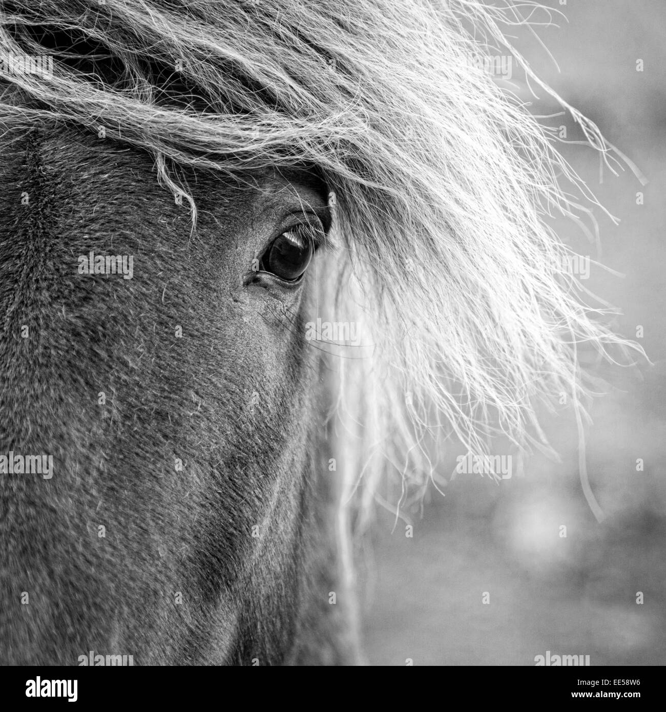 Closeup Portrait des isländischen Pony auf einer Farm in Island Stockfoto