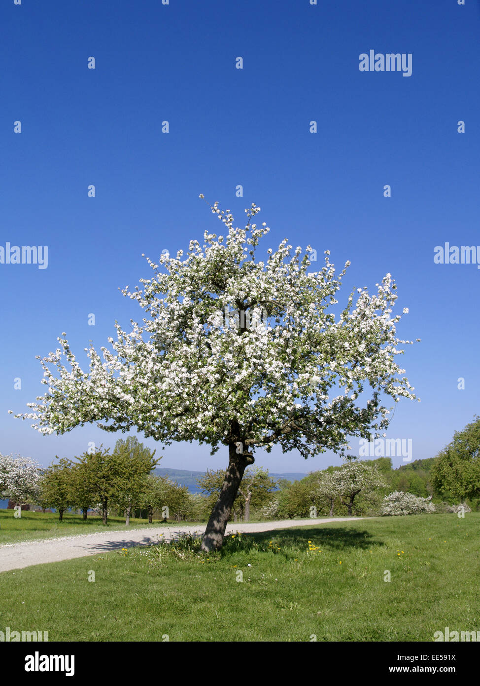 Deutschland, Bodensee, Europa, Sehenswuerdigkeit, Tourismus, Bluete, Blueten, Bluetezeit, Bodenseekreis, Fruehjahr, Fruehling, J Stockfoto