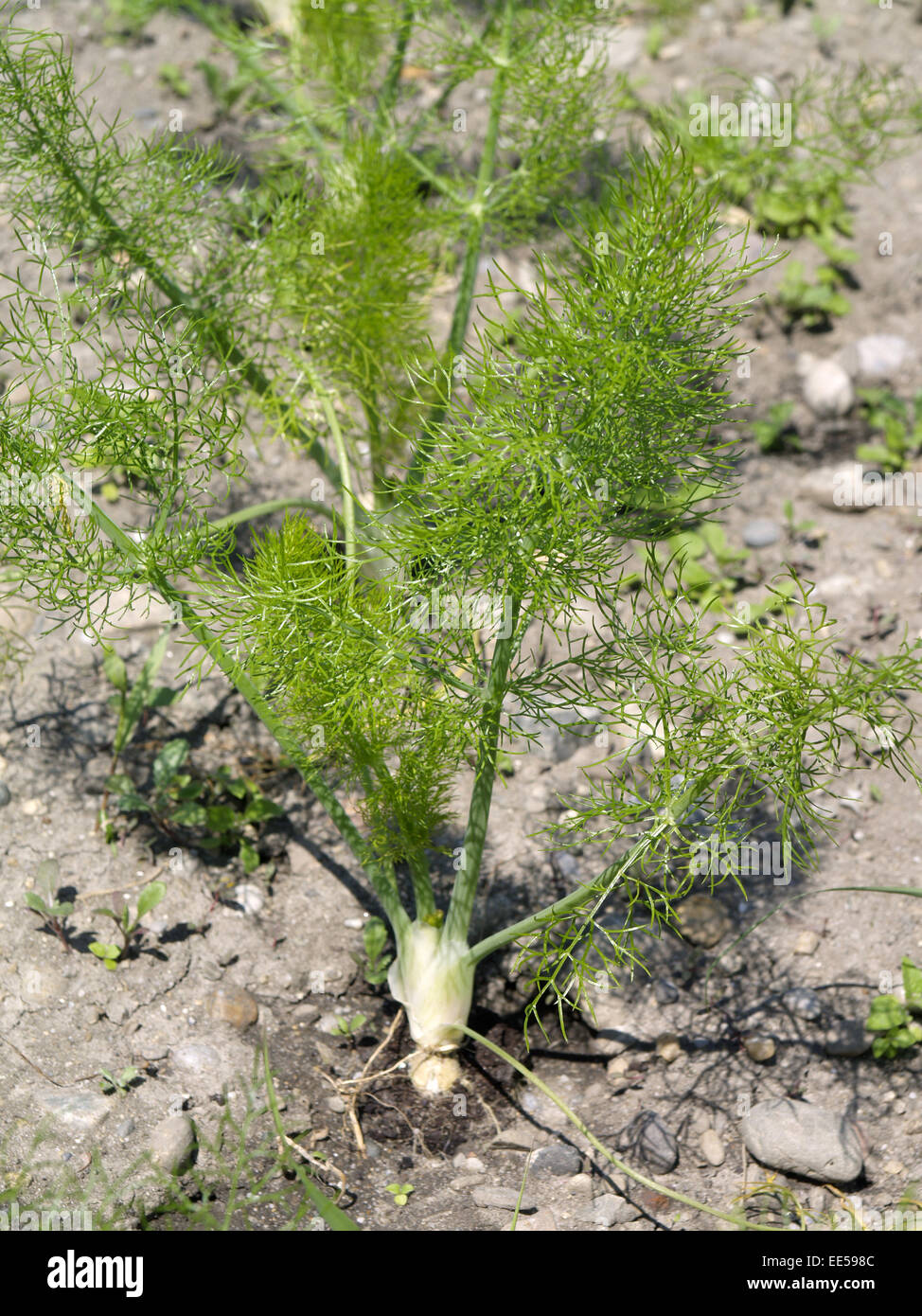 Landwirtschaft, Gemuese, Anbau, Feld, Gemueseanbau, Fenchel, Foeniculum