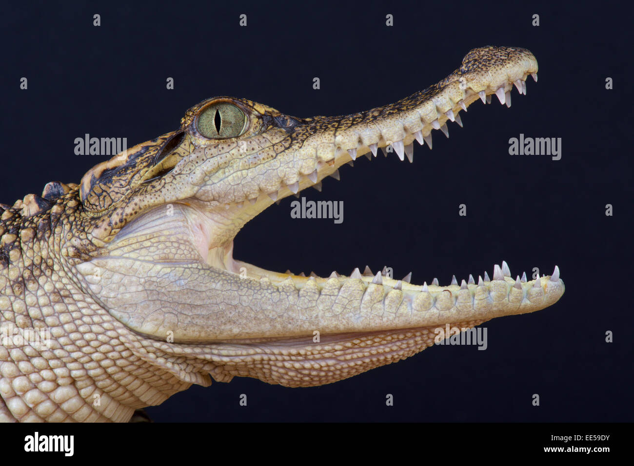 Siamesische Krokodil / Crocodylus Siamensis Stockfoto