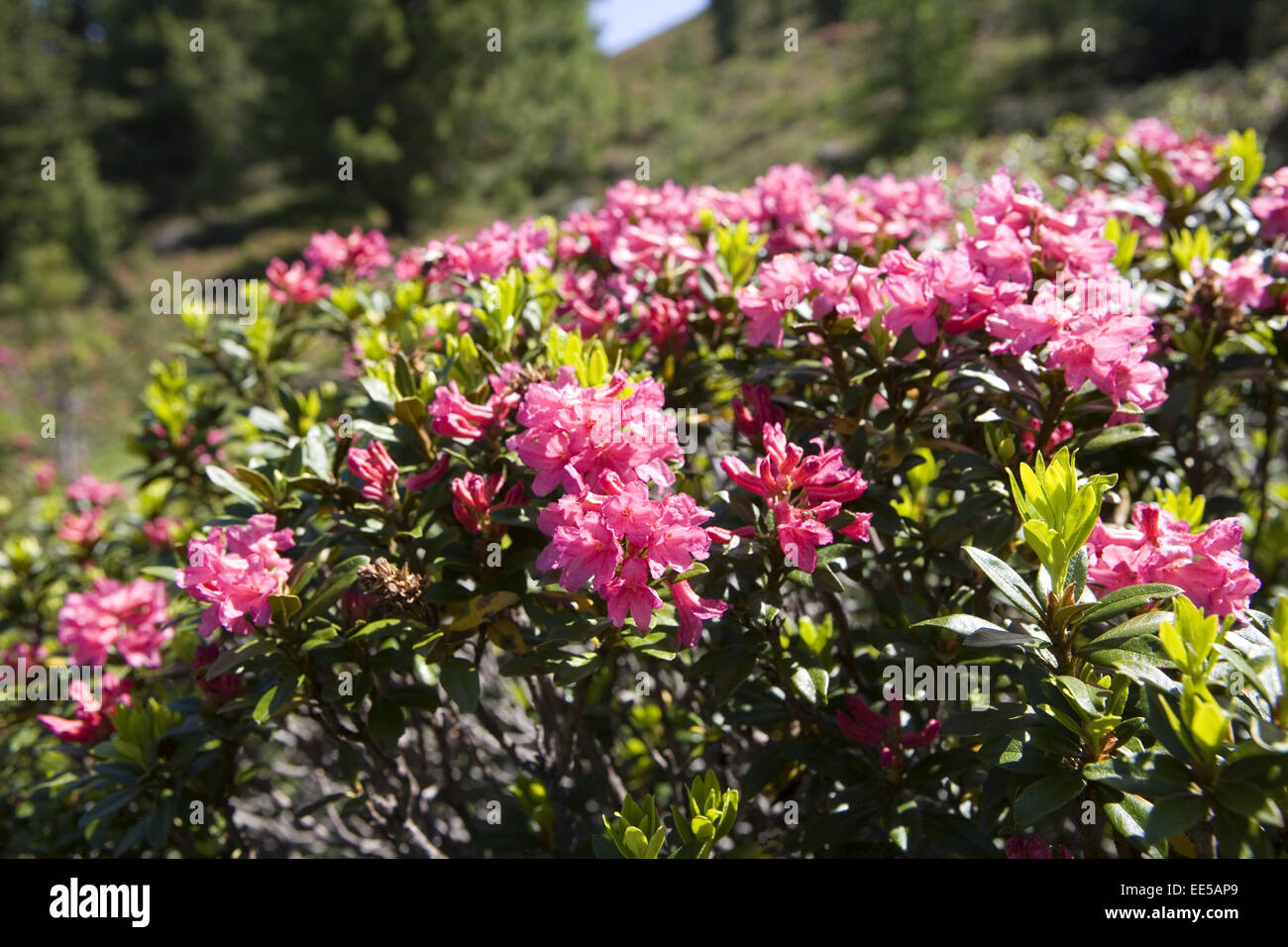 Alpenrose, Rhododendron, Nahaufnahme, Natur, Vegetation, Botanik, Bergregion, Alpenblume, Blume, Stiel, Bluete, Rosa, Geschuetzt, N Stockfoto