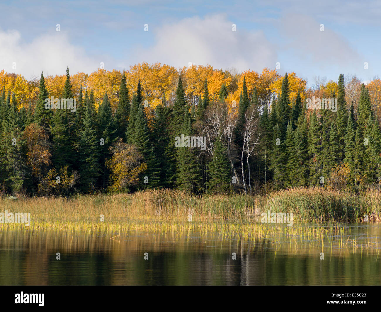 Bäume am See, Lake Of The Woods, Ontario, Kanada Stockfoto